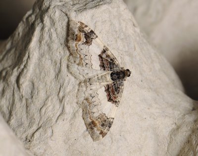 2343 Catarhoe cuculata 289.jpg