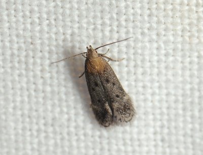 1089 Stomopteryx remissella 009.jpg