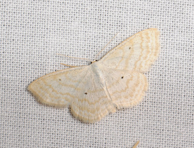 2302   Scopula immutata  026.jpg