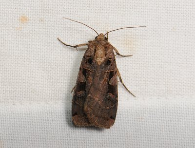 3042 Xestia ditrapezium 072.jpg