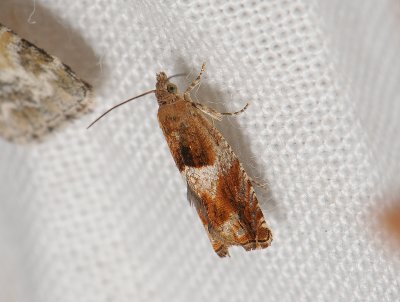 1457   Epinotia tenerana  113.jpg