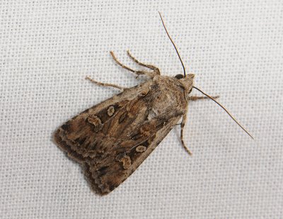 2975 Euxoa tritici 127.jpg