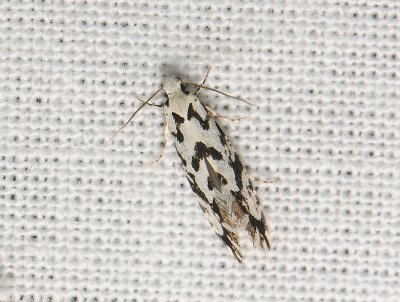 0213 Nemapogon nigralbellus 160.jpg
