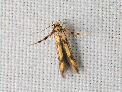 0729   Stathmopoda pedella  185.jpg