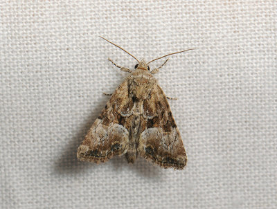 2857 Mesoligia furuncula 013.jpg