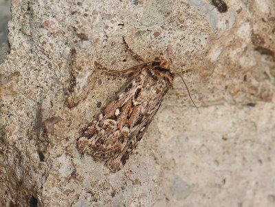 3020 Lycophotia porphyrea 043.jpg