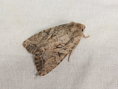 2825 Parastichtis ypsillon 048.jpg
