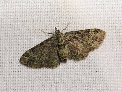 2488   Pasiphila rectangulata  056.jpg