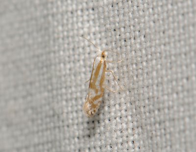0443 Blastotere abdominalis 163.jpg