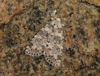 2576   Cryphia domestica  215.jpg