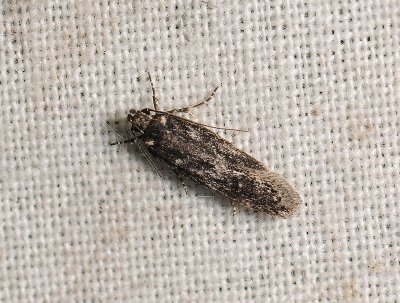 1010 Gelechia nigra 264.jpg