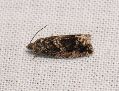 1464   Epinotia nisella  277.jpg