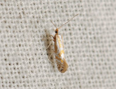 0443 Blastotere abdominalis 331.jpg