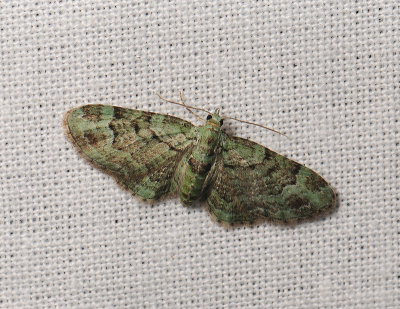 2488   Pasiphila rectangulata  037.jpg