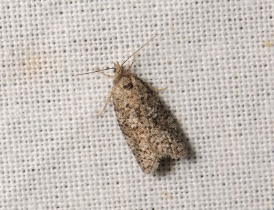 1281   Cnephasia incertana  029.jpg