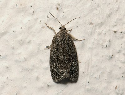 1366 Apotomis inundana 084.jpg