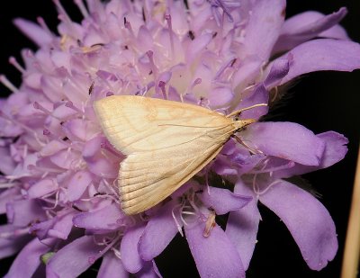 1879 Udea lutealis 001.jpg