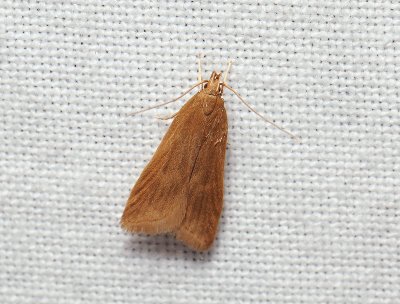 1122   Helcystogramma rufescens  004.jpg