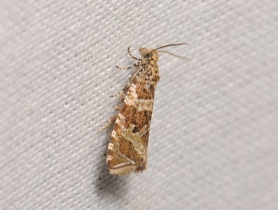 1387 Celypha cespitana 056.jpg