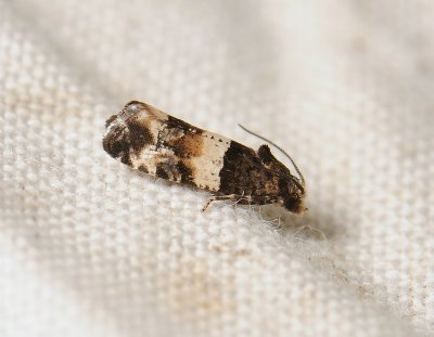1423   Lobesia bicinctana  003.jpg