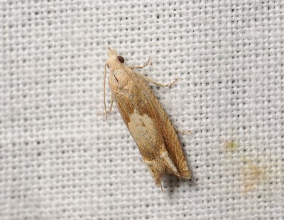1487 Eucosma conterminana 045.jpg