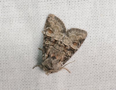 2765 Brachylomia viminalis 009.jpg