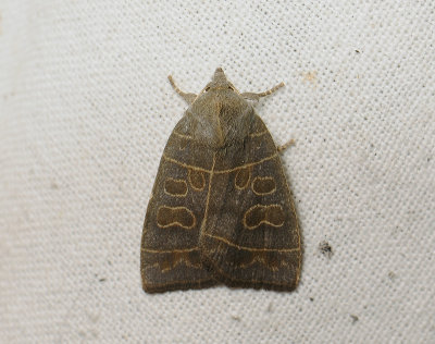 2822 Ipimorpha subtusa 013.jpg