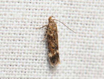 1072 Caryocolum fraternella 021.jpg