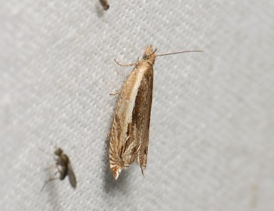 1539 Ancylis apicella 069.jpg