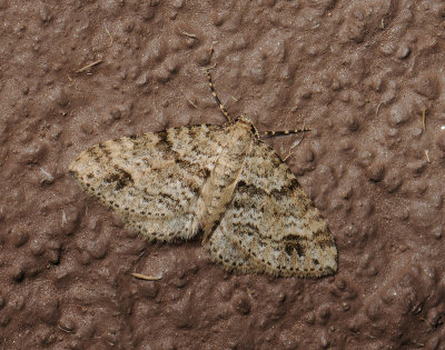 2430 Perizoma didymata 100.jpg