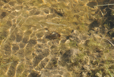 Triops cancriformis  008.jpg