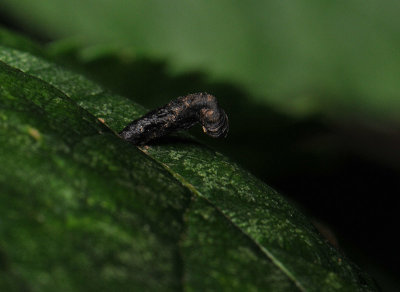 sep2010  065.jpg