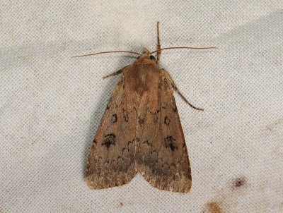 3014   Graphiphora augur  126.jpg