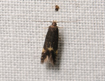 0966 Eulamprotes atrella 122.jpg