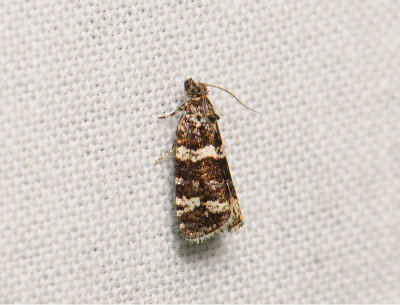 1388 Celypha tiedemanniana 148.jpg
