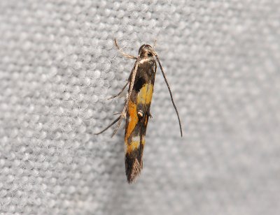 0875   Mompha locupletella  192.jpg