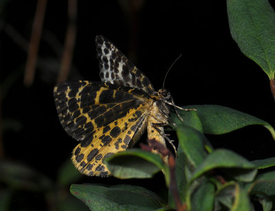 2238   Arichanna melanaria  027.jpg