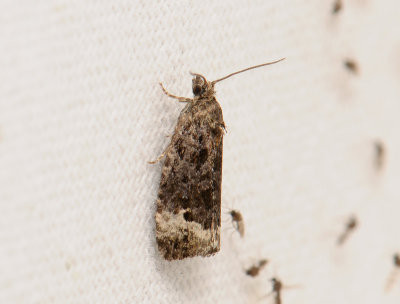 1374 Apotomis sauciana 037.jpg