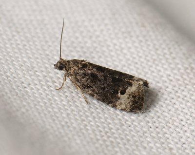 1374 Apotomis sauciana 041.jpg
