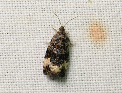 1374 Apotomis sauciana 050.jpg