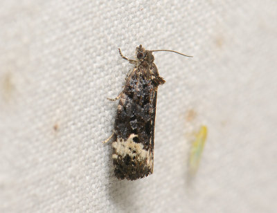 1374 Apotomis sauciana 058.jpg