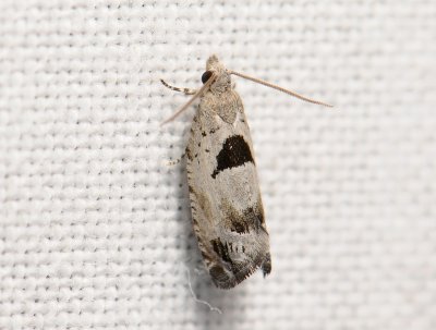 1458   Epinotia ramella  070.jpg