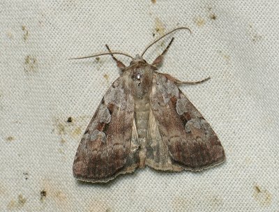 3016   Coenophila subrosea  077.jpg