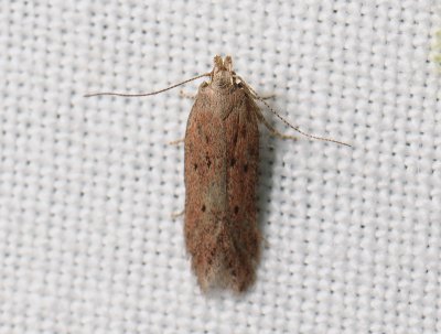 1036 Athrips pruinosella 103.jpg
