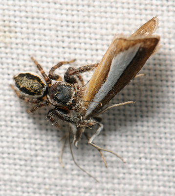 spider  122.jpg