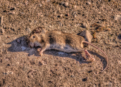_DSC1426_27_28_29_30_2_tonemapped.jpg