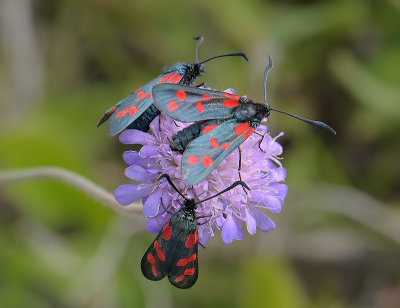 1141   Zygaena filipendulae  103.jpg