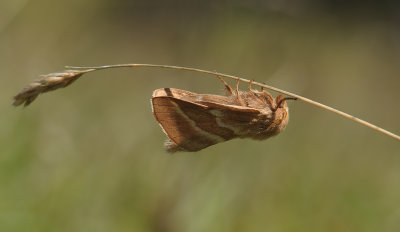 1939   Malacosoma castrensis  180.jpg