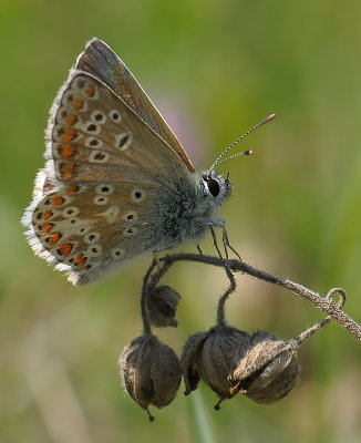 2070 Aricia artaxerxes 185.jpg