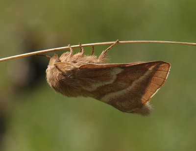 1939   Malacosoma castrensis  191.jpg